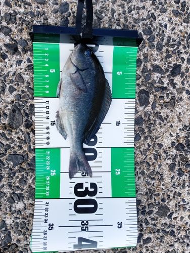 釣果