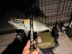 マアジの釣果
