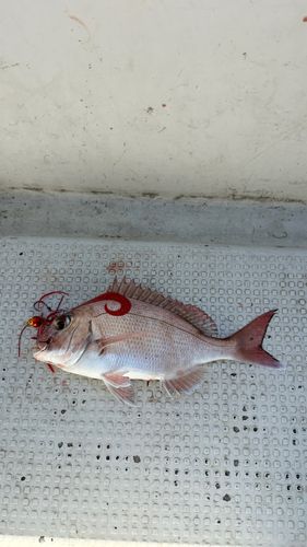 マダイの釣果