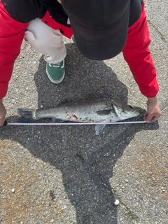 スズキの釣果