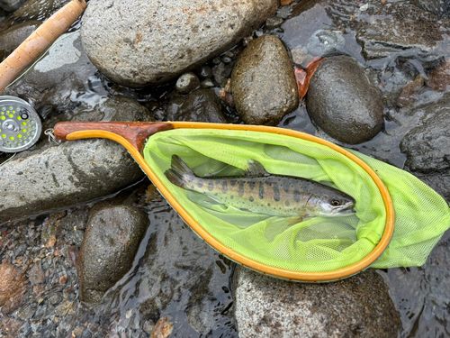 ヤマメの釣果