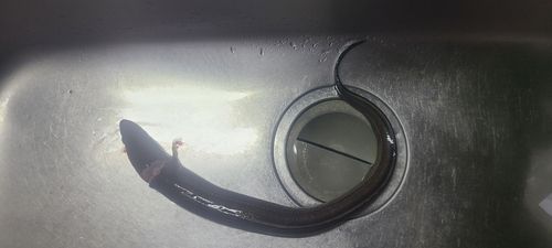 アナゴの釣果