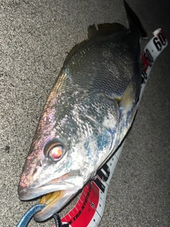 ニベの釣果