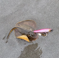 アカエイの釣果