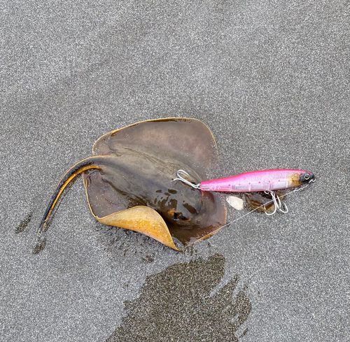 アカエイの釣果