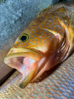 キジハタの釣果