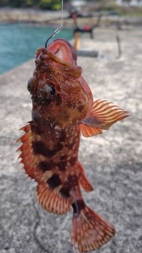 カサゴの釣果
