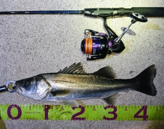 シーバスの釣果