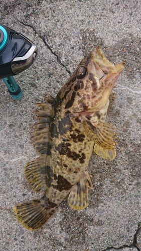 タケノコメバルの釣果