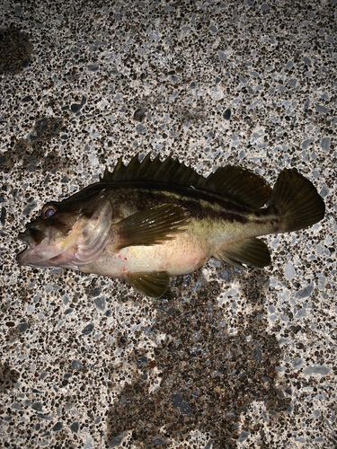 シマソイの釣果