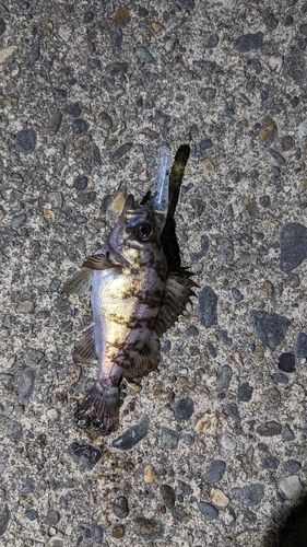 メバルの釣果