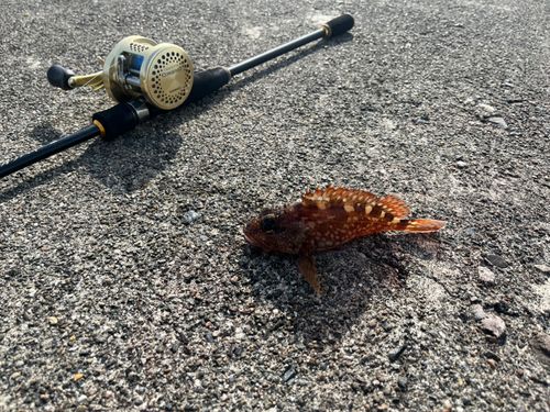 ガシラの釣果