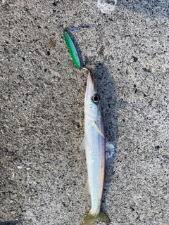 アカカマスの釣果