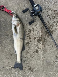 シーバスの釣果