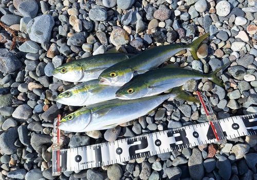 ワカシの釣果