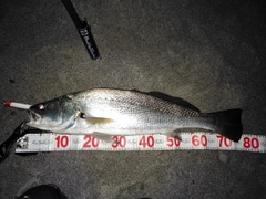 オオニベの釣果