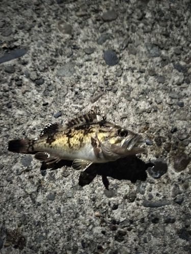 クロソイの釣果