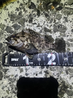 ハチガラの釣果