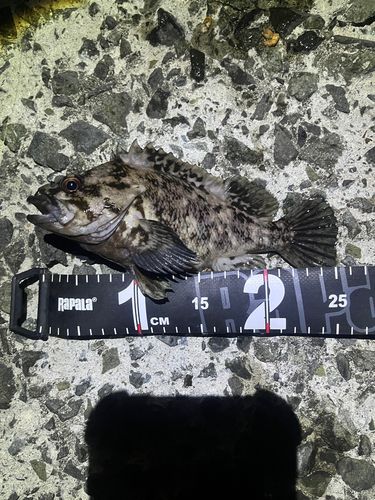 ハチガラの釣果
