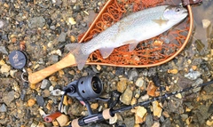 ニジマスの釣果