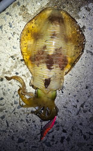アオリイカの釣果