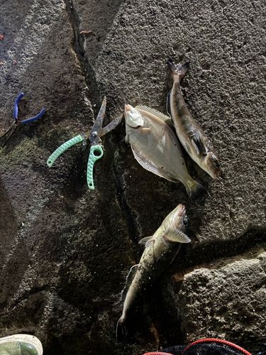 ホッケの釣果