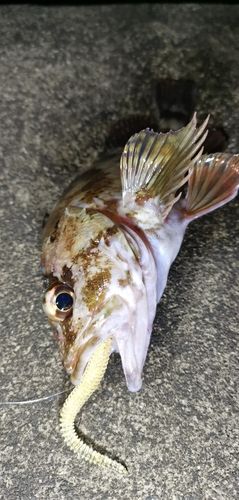 ガシラの釣果