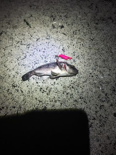 ソイの釣果