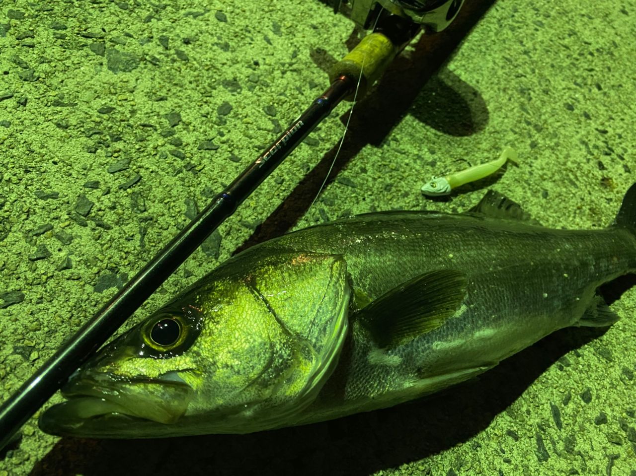 SHIMANO 19スコーピオン 1703R-2の最安値・インプレ・釣果 | 本音の