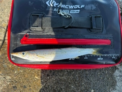 アカカマスの釣果