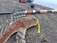 ギスカジカの釣果