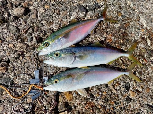 コゾクラの釣果