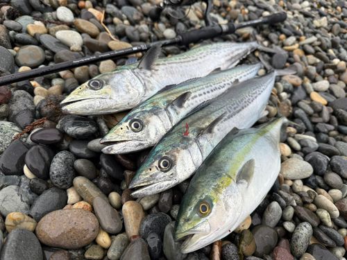 サゴシの釣果