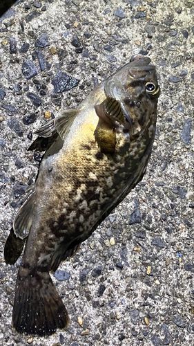 クロソイの釣果