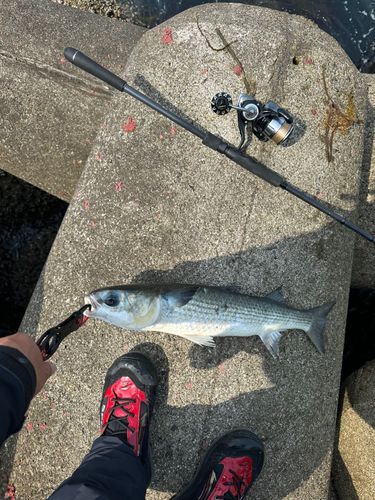 ボラの釣果