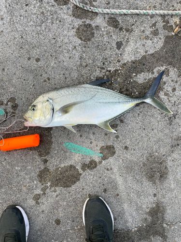 ガーラの釣果