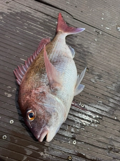 マダイの釣果