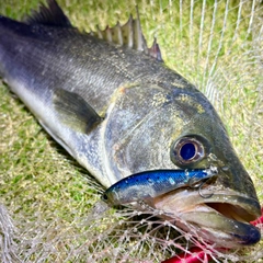 フッコ（マルスズキ）の釣果