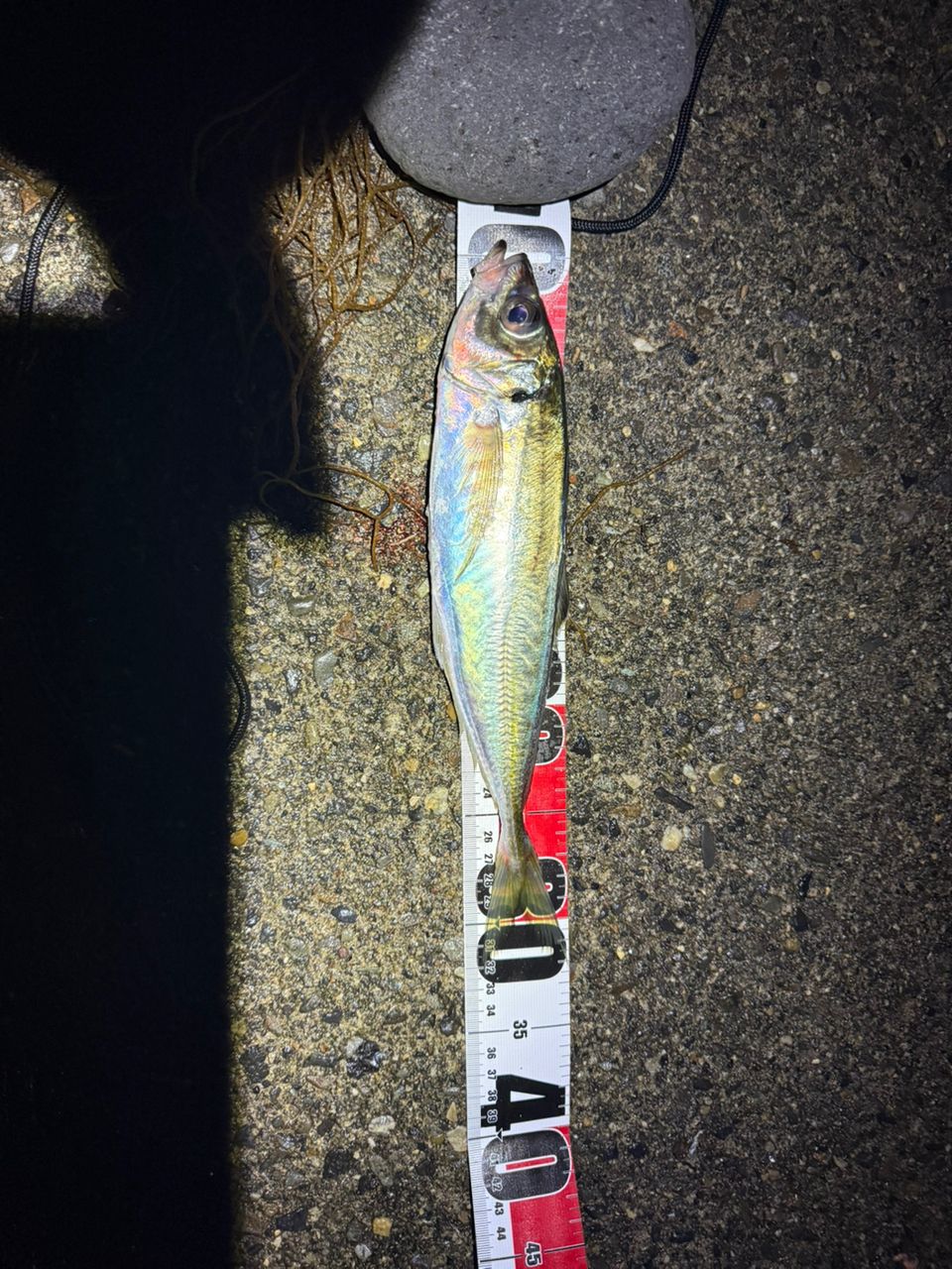 DAIWA 18リバティクラブ ライトパック 20-270の最安値・インプレ・釣果