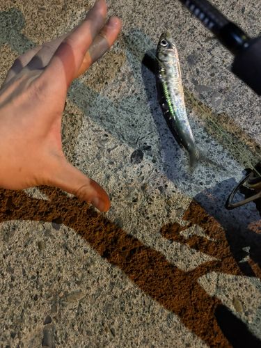イワシの釣果