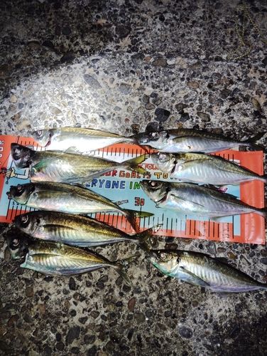 アジの釣果