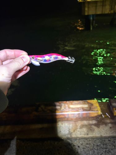 コウイカの釣果