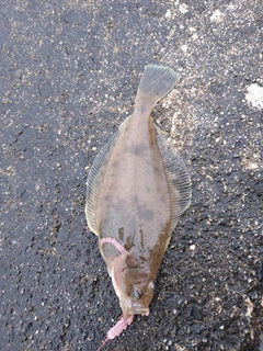ソウハチの釣果