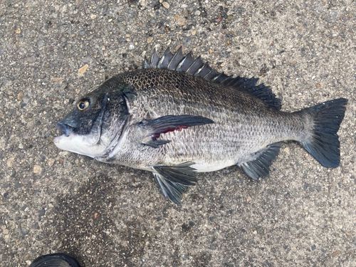クロダイの釣果