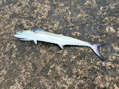 サゴシの釣果