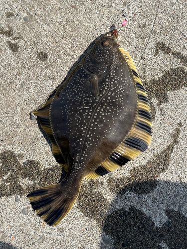 カレイの釣果