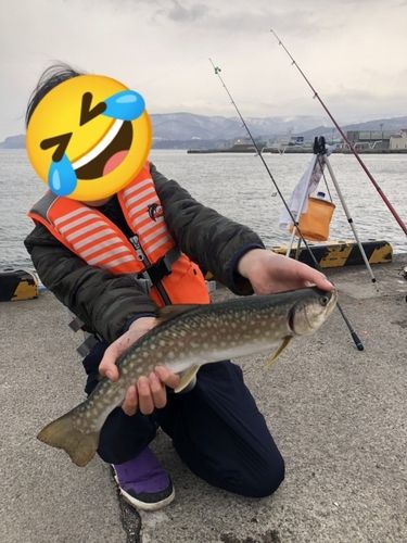 アメマスの釣果