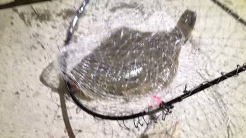 クロガシラガレイの釣果
