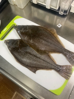 マガレイの釣果