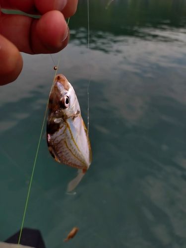 ヒイラギの釣果